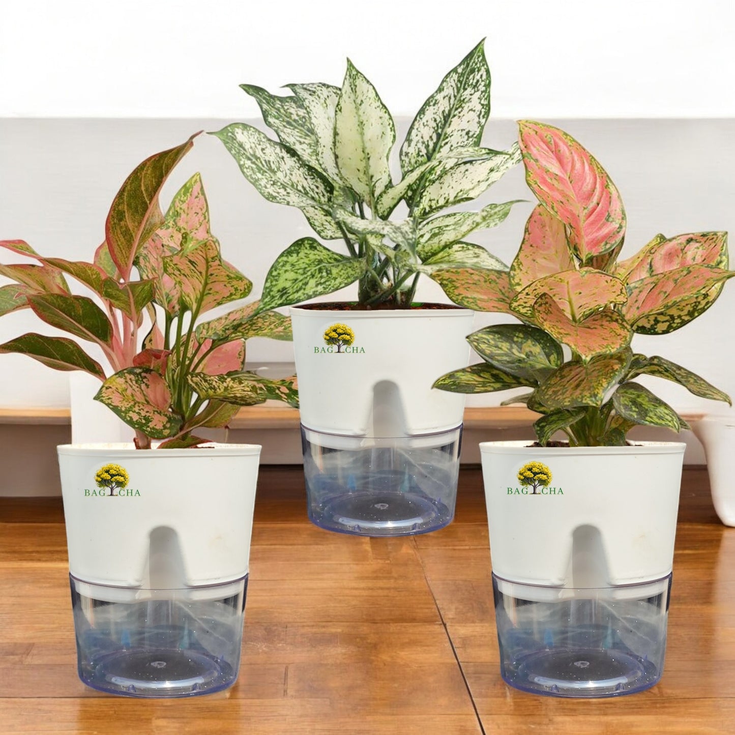 Colourful Aglaonema Family Bundle - Aglaonema Lipstick, Aglaonema Pink Valentine, Aglaonema Snow-White Plant