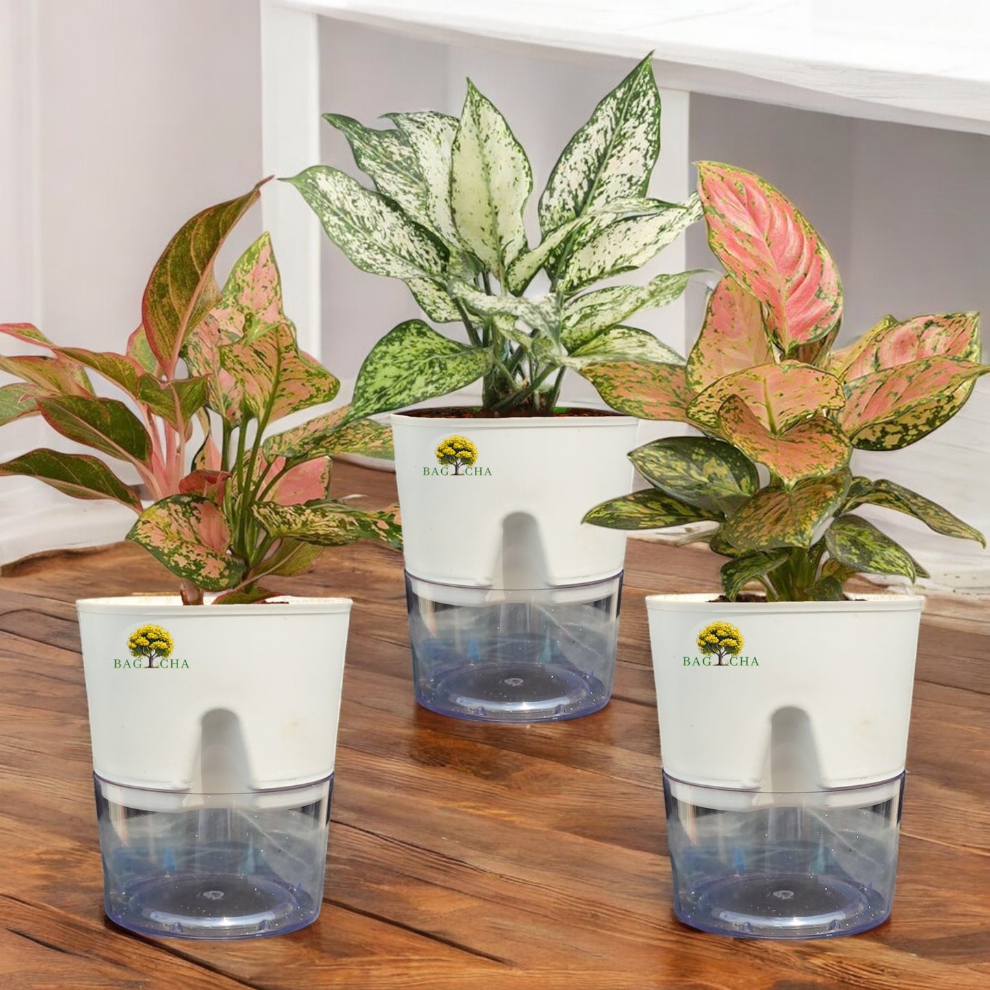 Colourful Aglaonema Family Bundle - Aglaonema Lipstick, Aglaonema Pink Valentine, Aglaonema Snow-White Plant