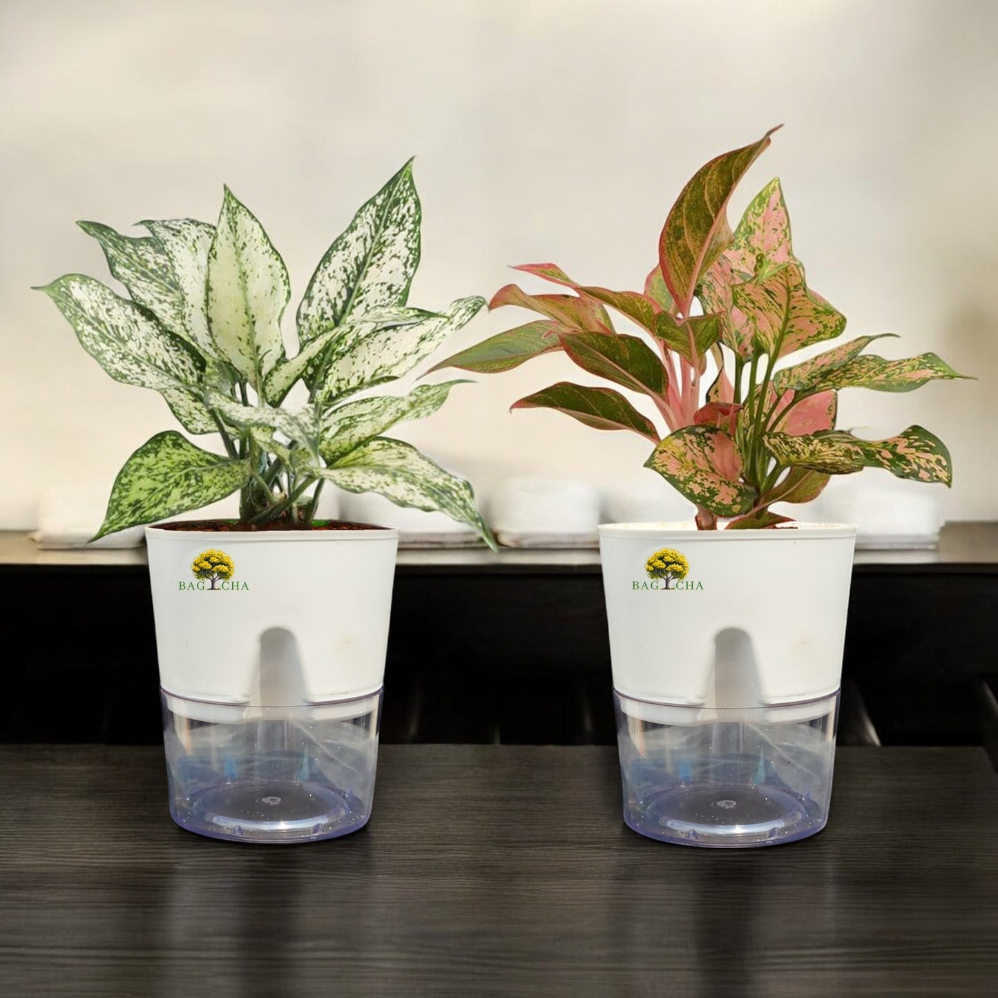 Colour Joy Bundle - Aglaonema Lipstick & Aglaonema Snow-White Plant