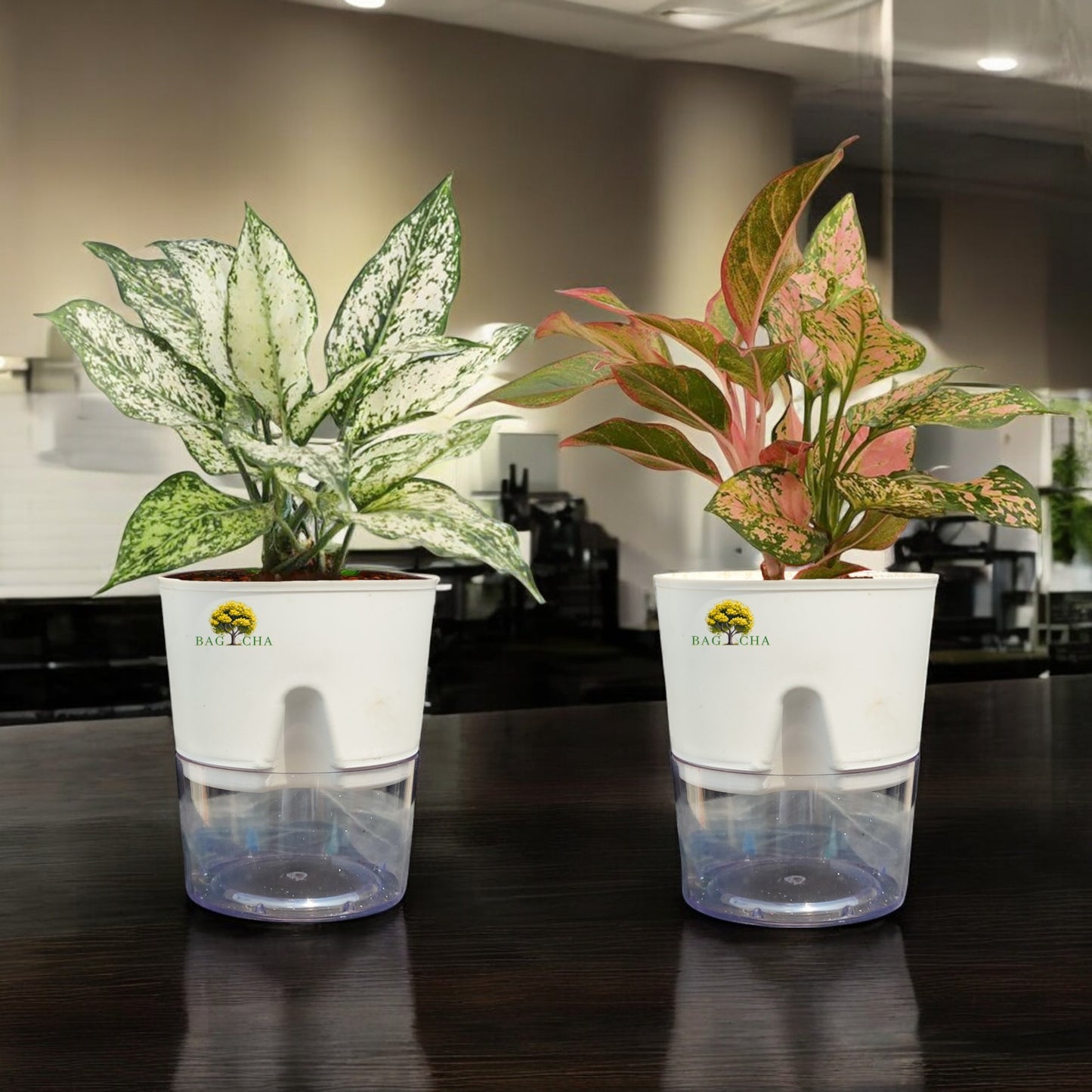 Colour Joy Bundle - Aglaonema Lipstick & Aglaonema Snow-White Plant