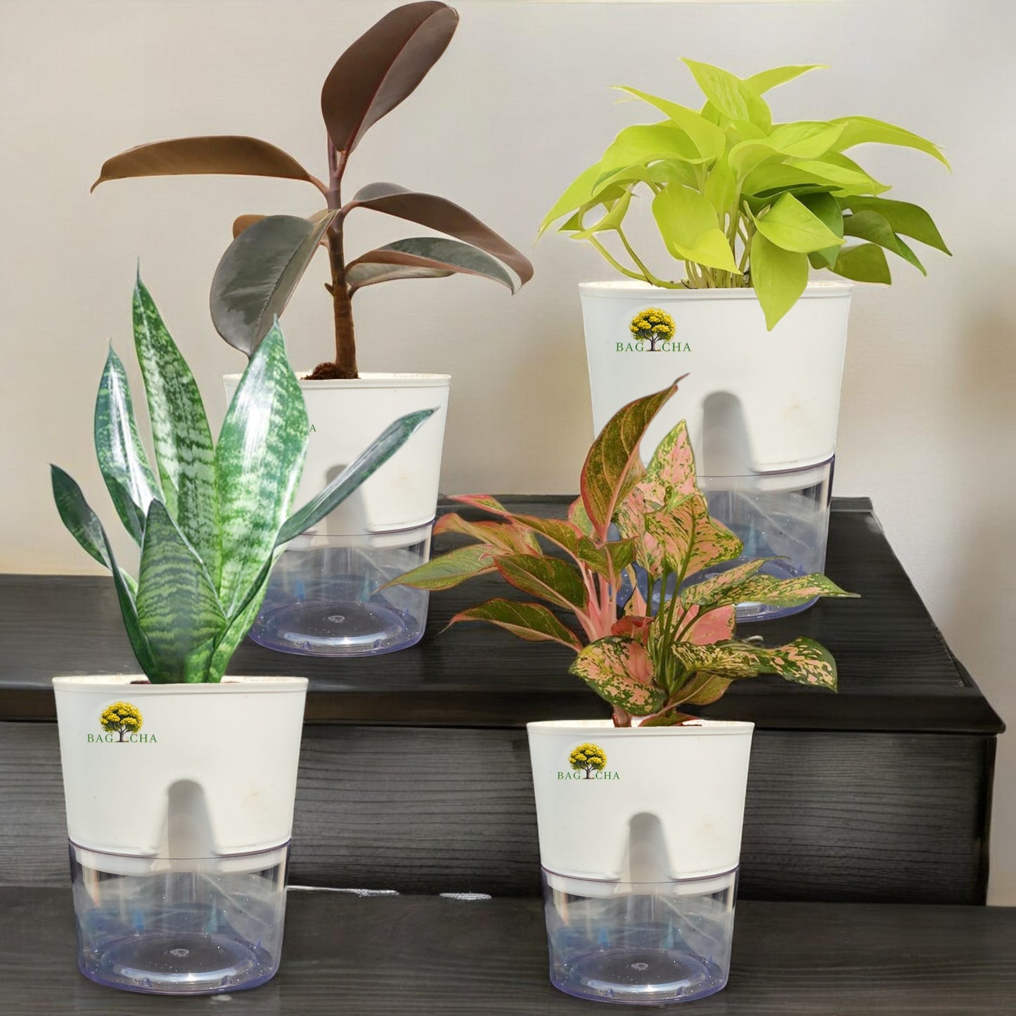 The Living Room Bundle - Black Rubber, Aglaonema Lipstick, Green Snake & Golden Money Plant