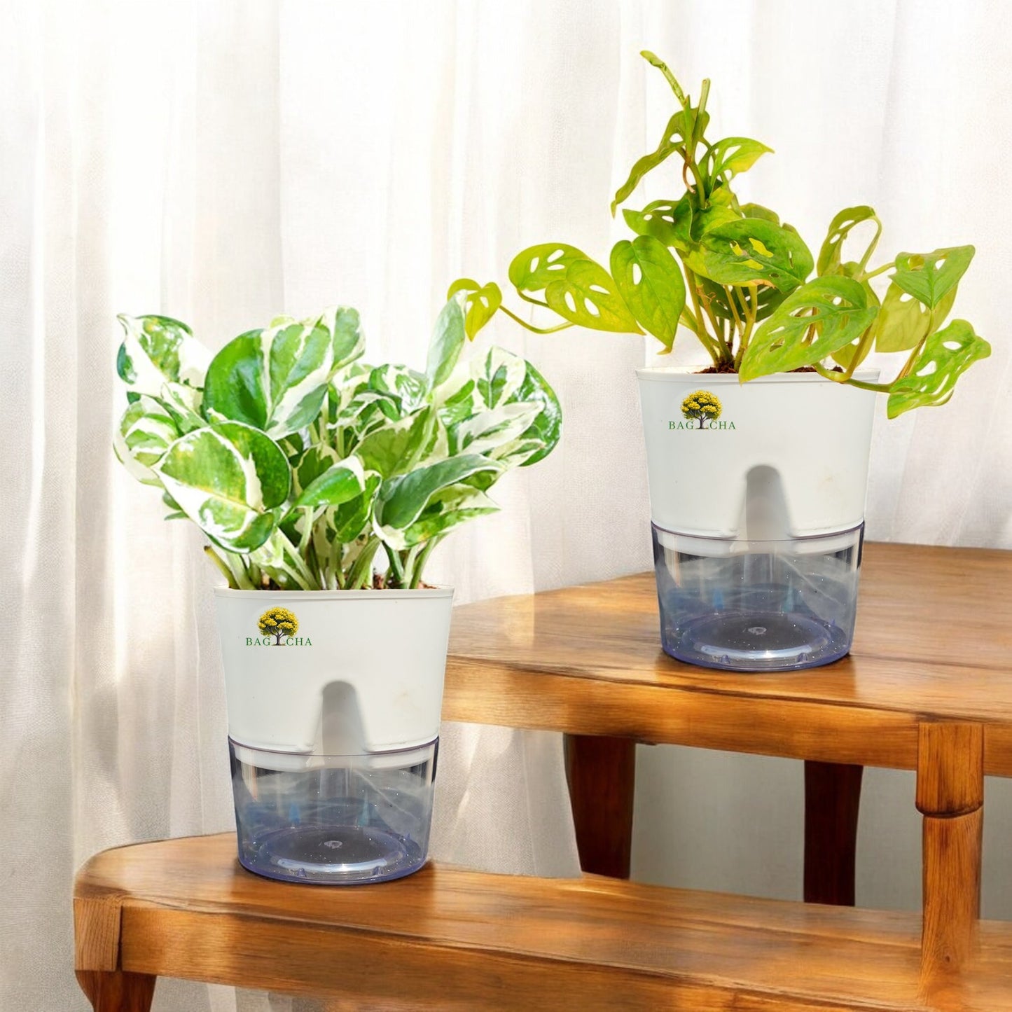 Leafy Bundle- Broken Heart & Money N'Joy Plant