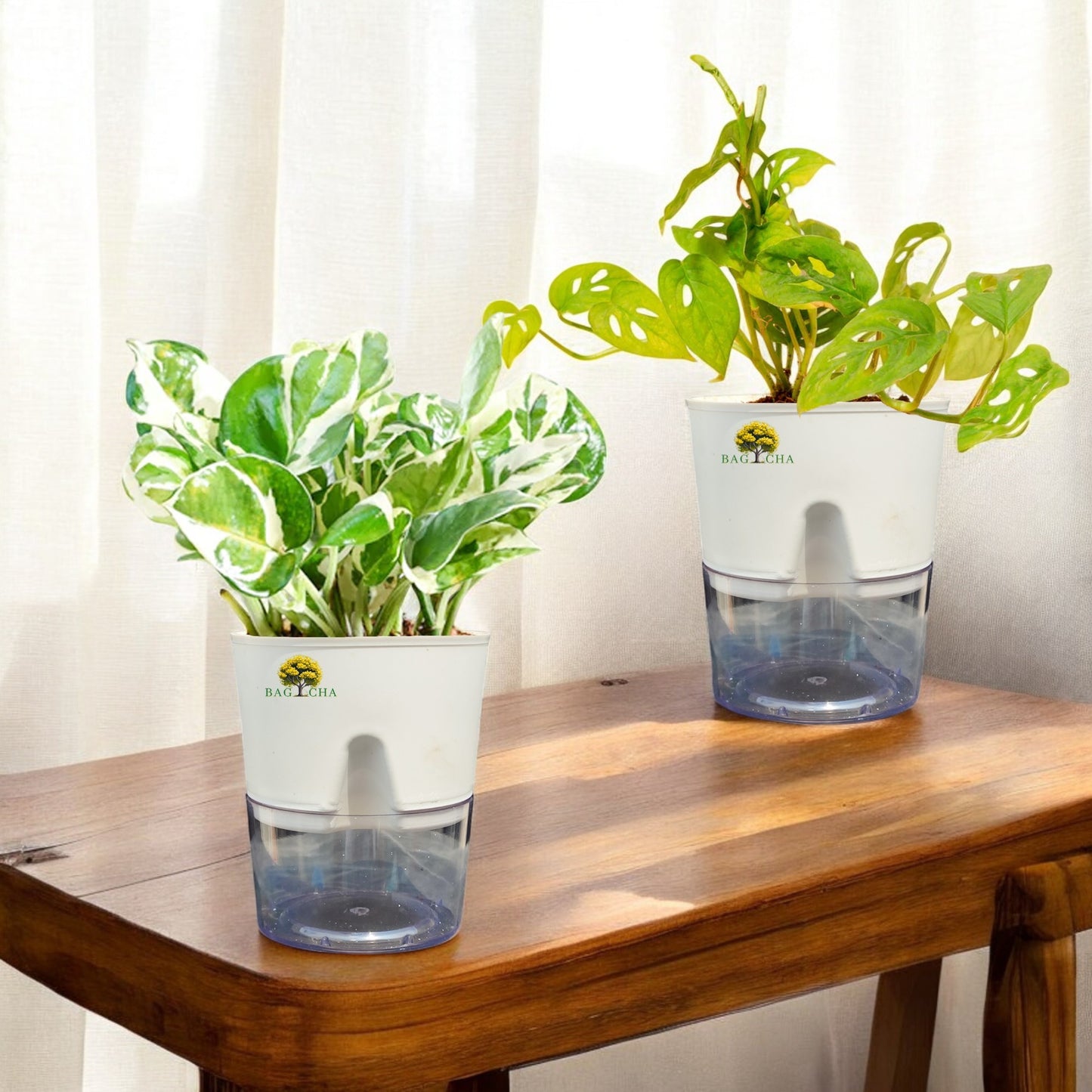 Leafy Bundle- Broken Heart & Money N'Joy Plant