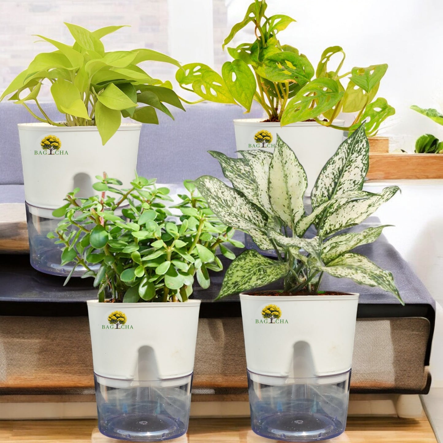Indoor Plant Bundle - Broken Heart, Golden Money, Aglaonema Snow-White & Lucky Jade