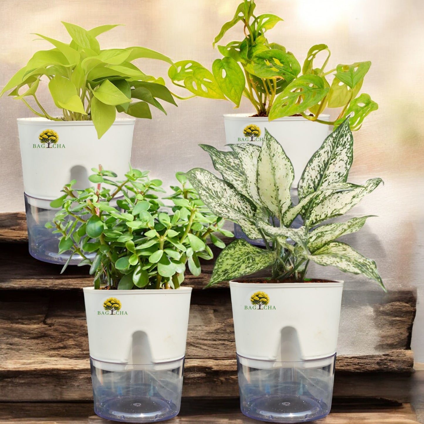 Indoor Plant Bundle - Broken Heart, Golden Money, Aglaonema Snow-White & Lucky Jade