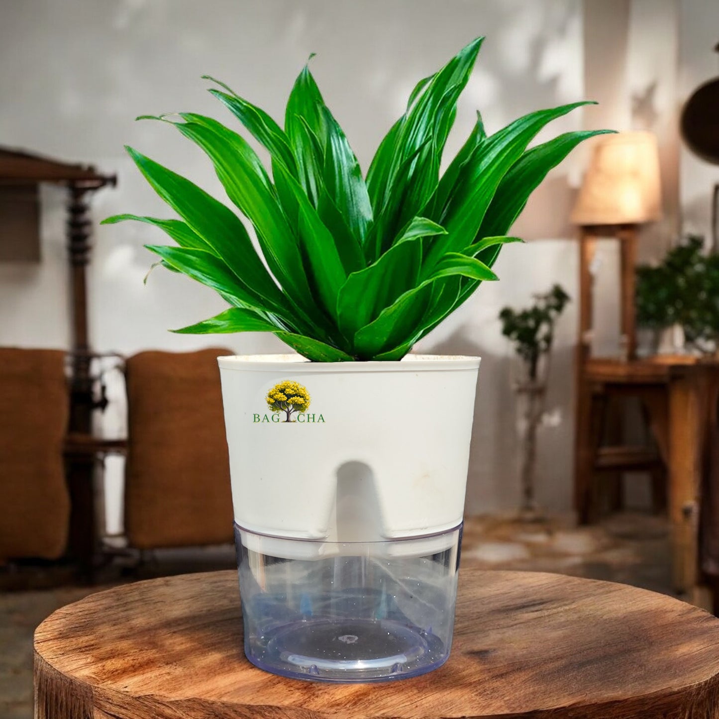 Dracaena Compacta Plant