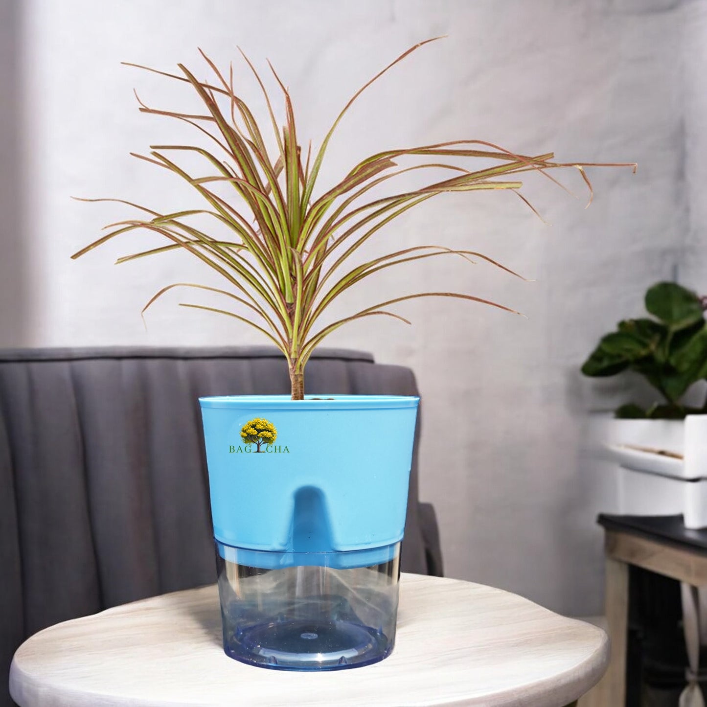 Dracaena Colorama Plant