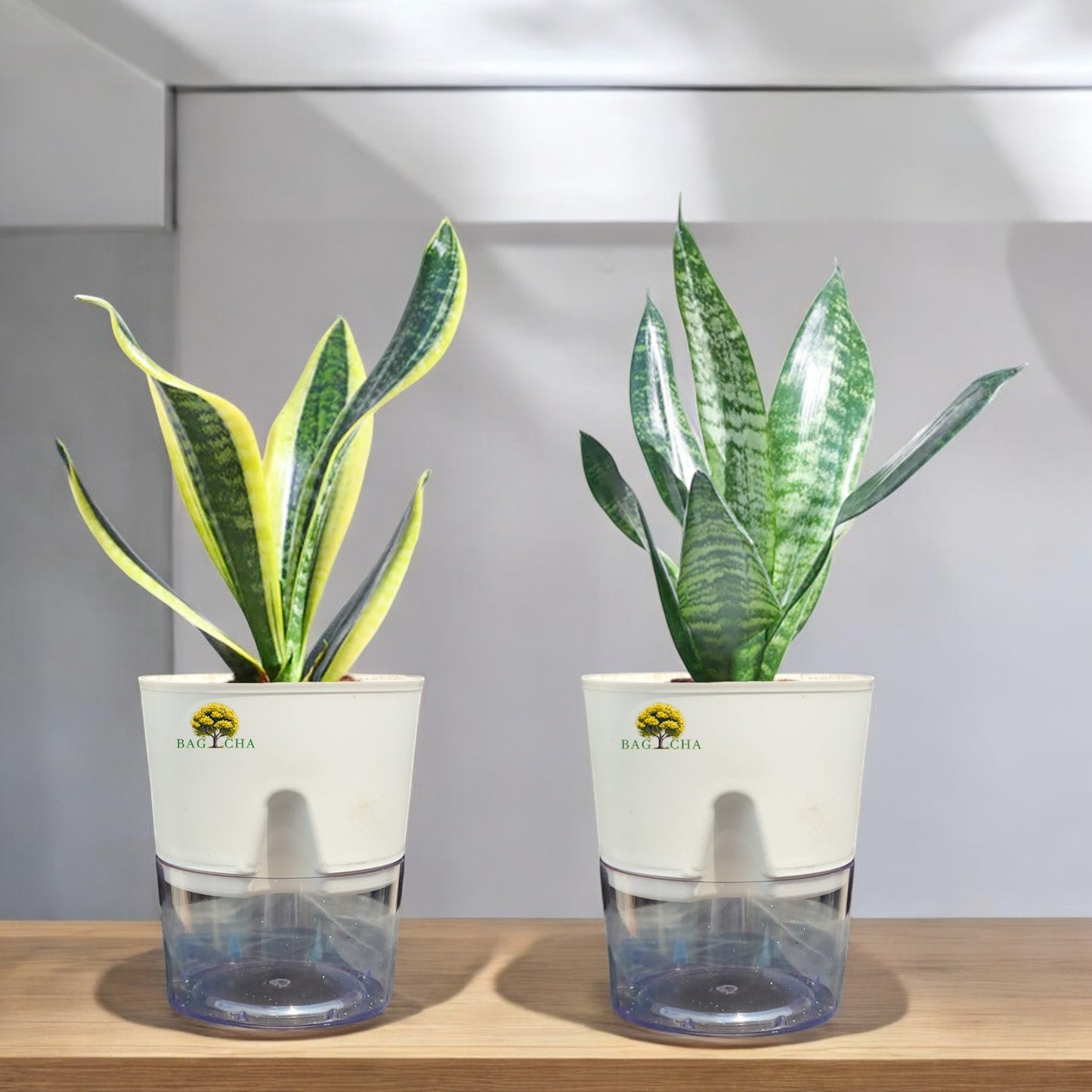 Air Purifying Bundle - Futura Snake Plant & Green Snake Plant