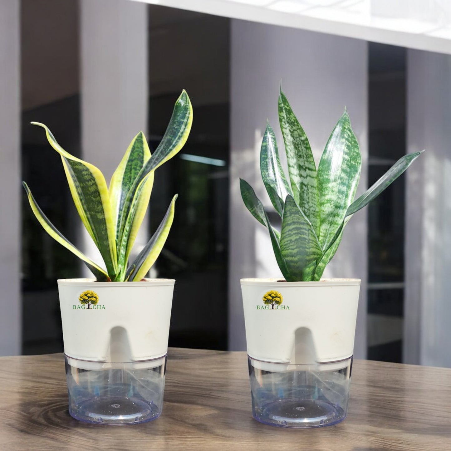 Air Purifying Bundle - Futura Snake Plant & Green Snake Plant