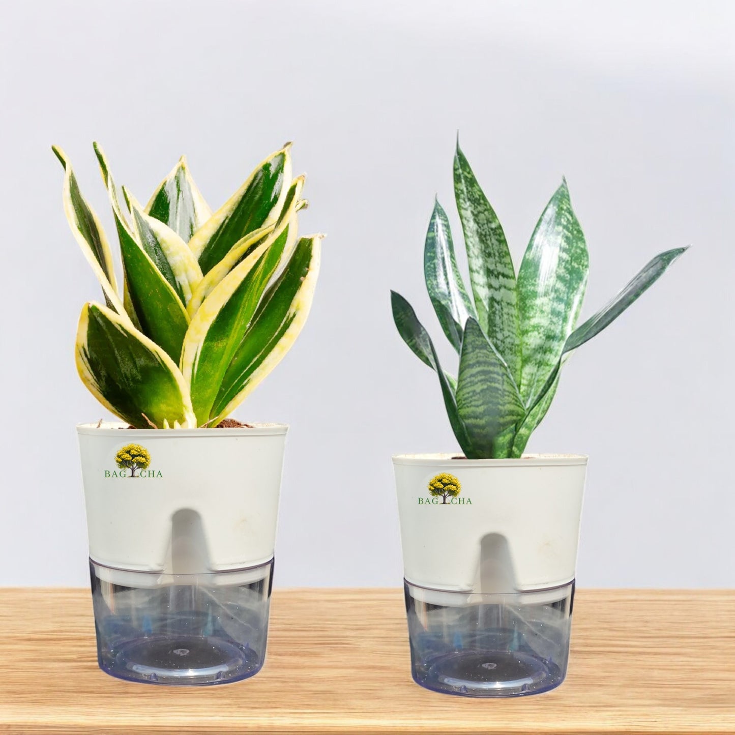 Snake Plant Bundle - Green Snake & Golden Hahnii Plant