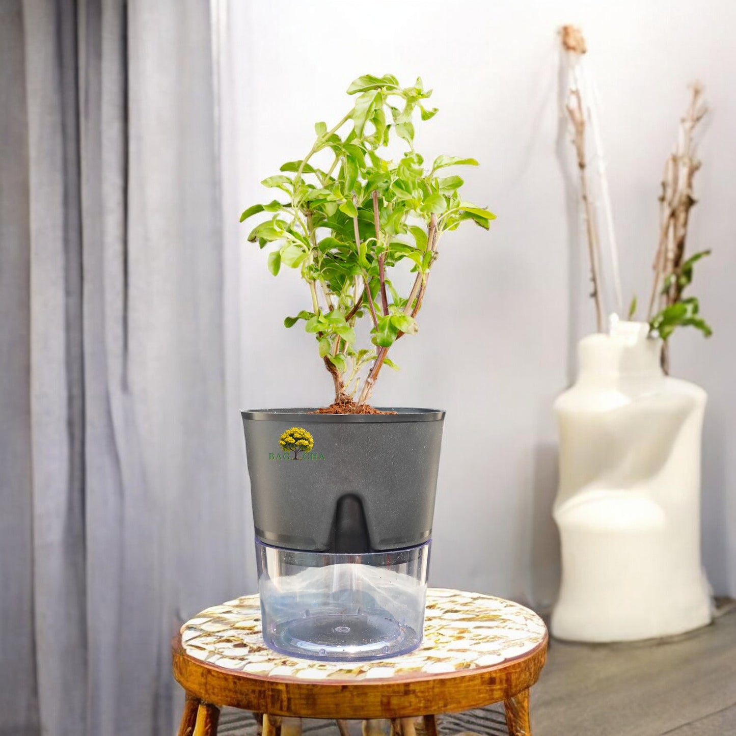 Holy Tulsi Plant: Sacred Indian Basil