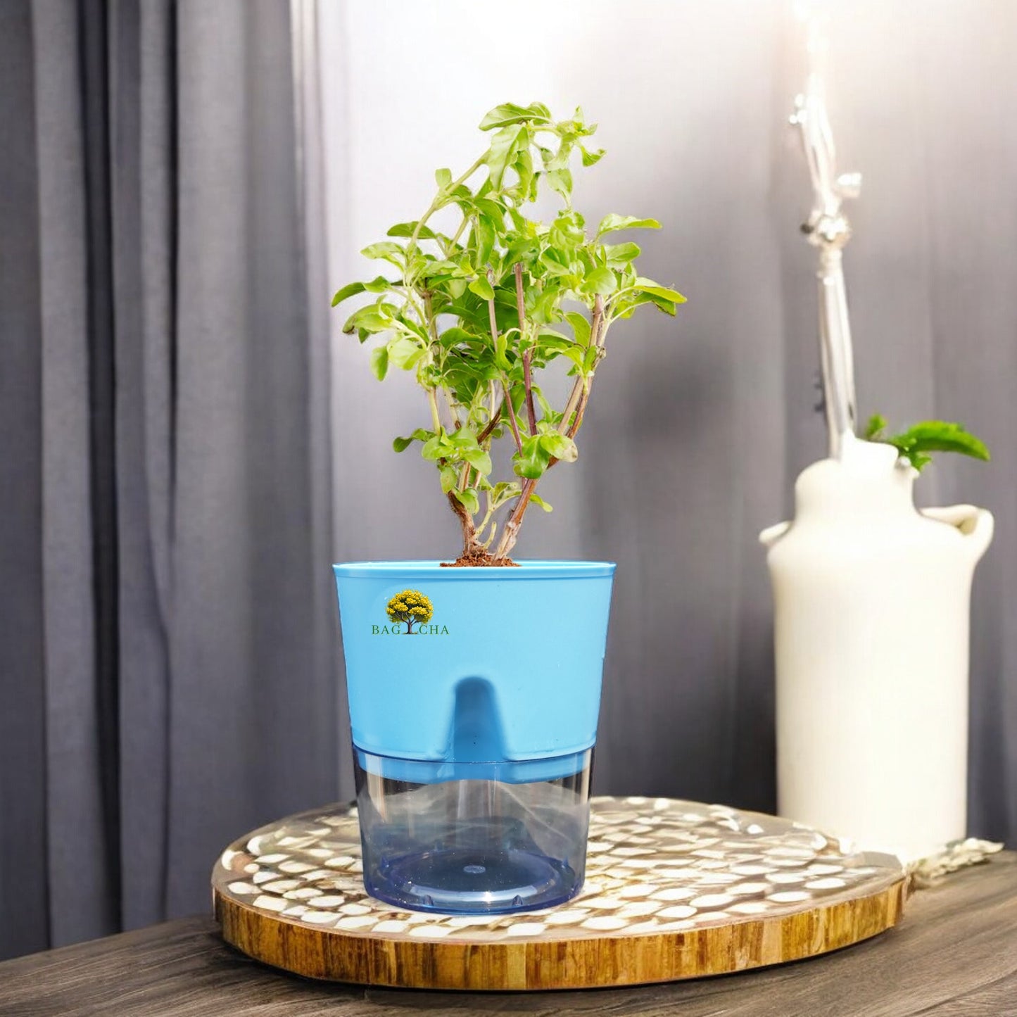 Holy Tulsi Plant: Sacred Indian Basil