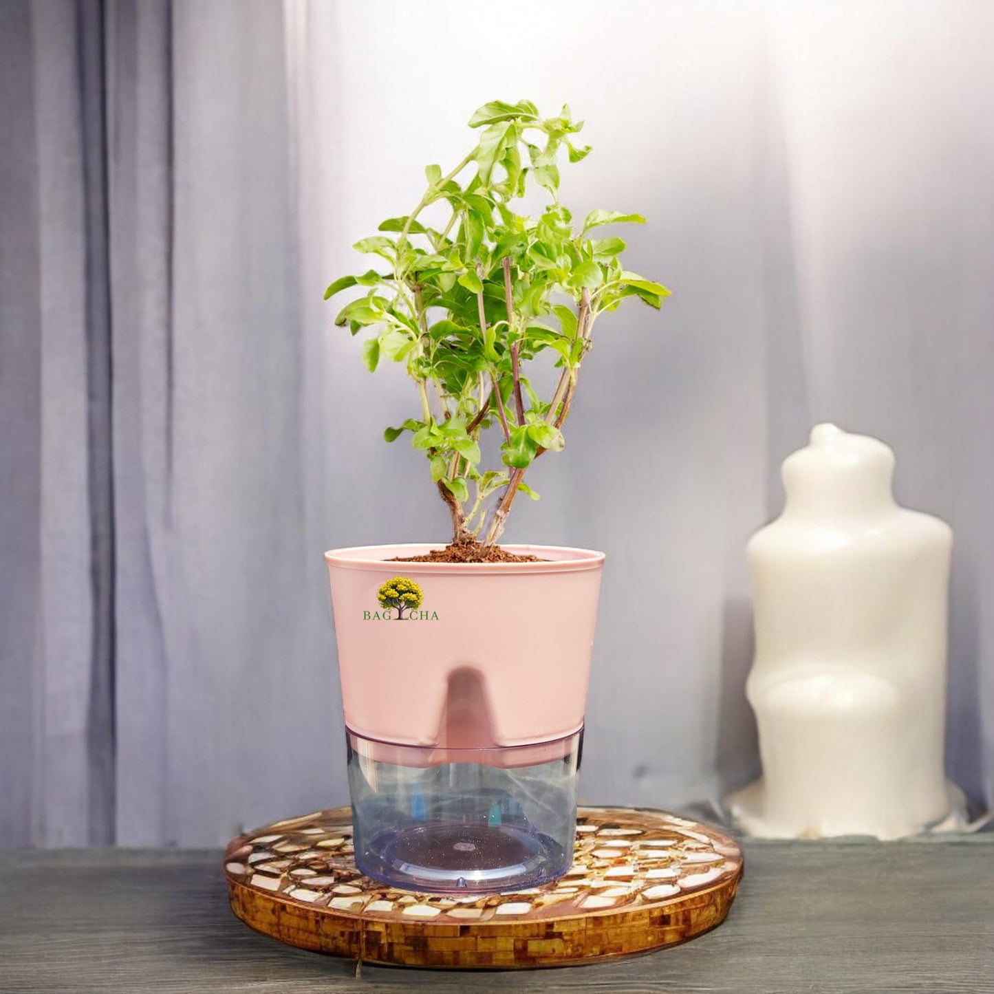 Holy Tulsi Plant: Sacred Indian Basil