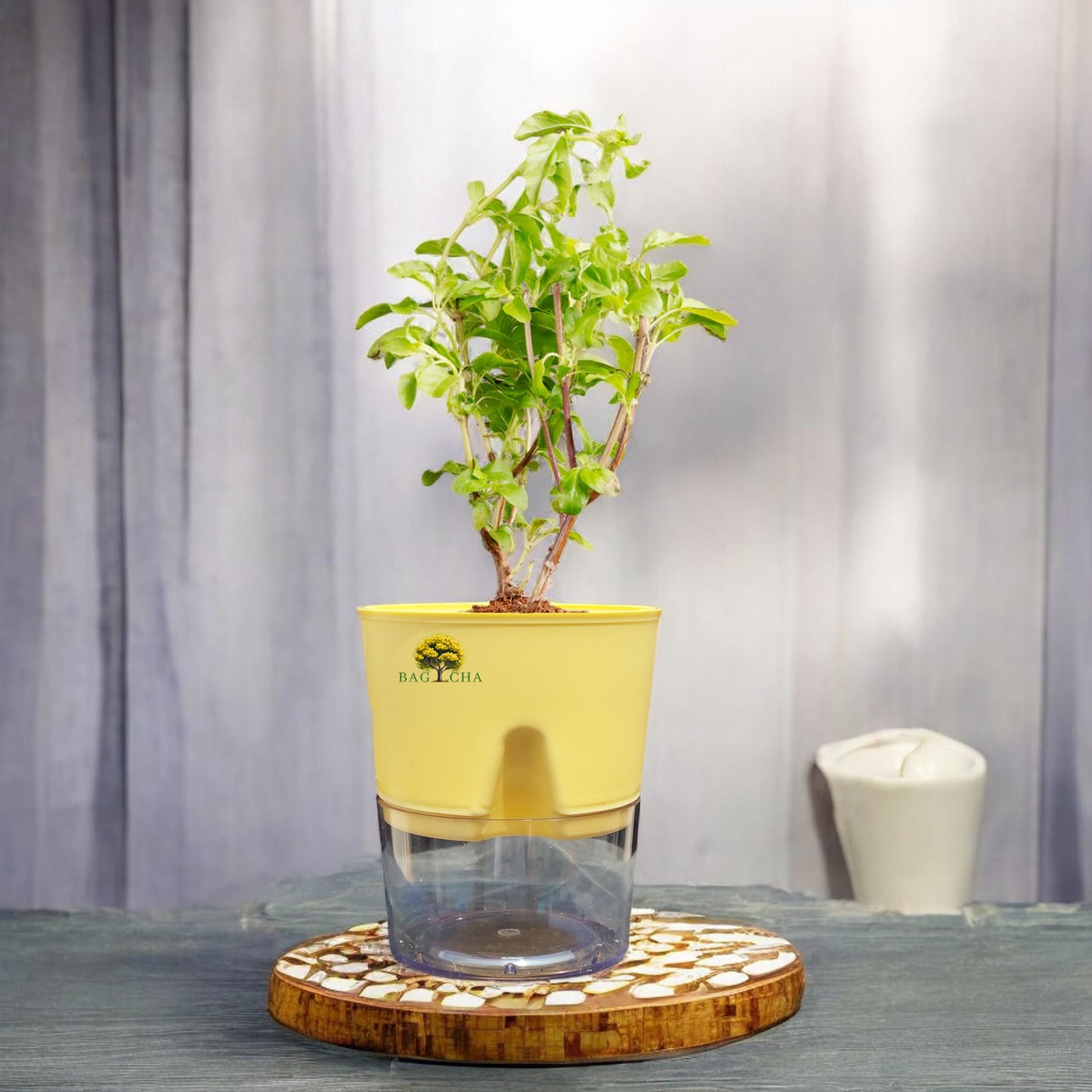 Holy Tulsi Plant: Sacred Indian Basil