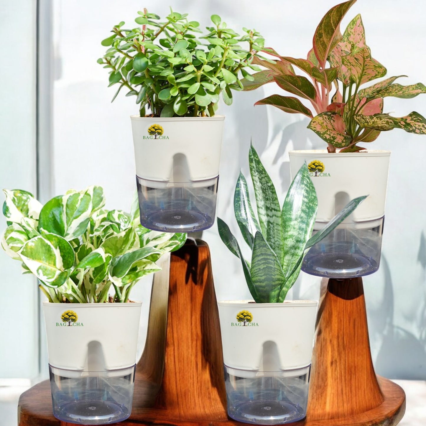 Low Maintenance Bundle - Money N'Joy, Aglaonema Lipstick, Lucky Jade & Green Snake Plant