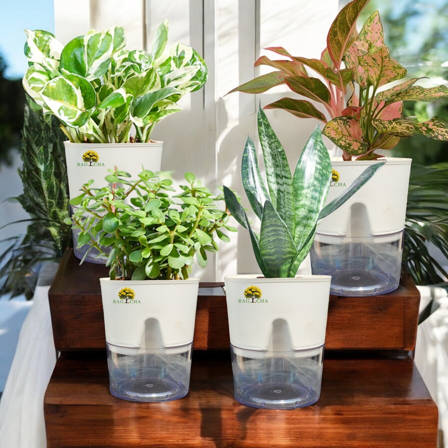 Low Maintenance Bundle - Money N'Joy, Aglaonema Lipstick, Lucky Jade & Green Snake Plant