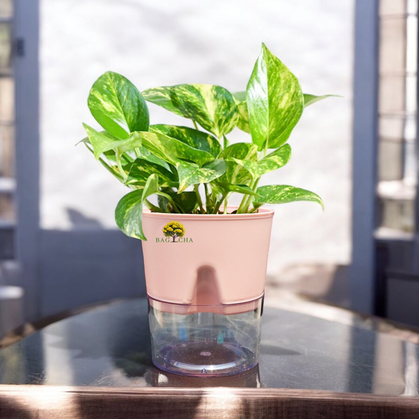 Money Variegated Plant