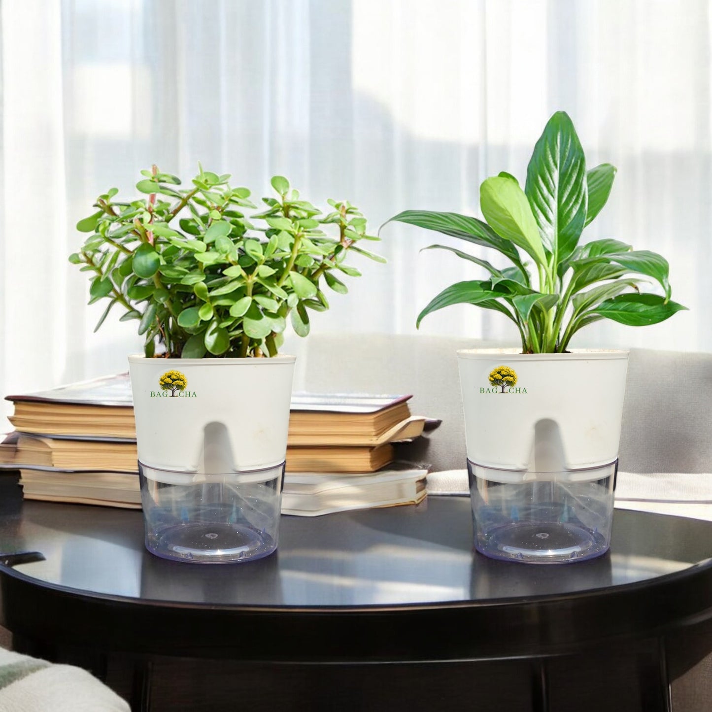 Good Luck Bundle - Peace Lilly & Jade Plant