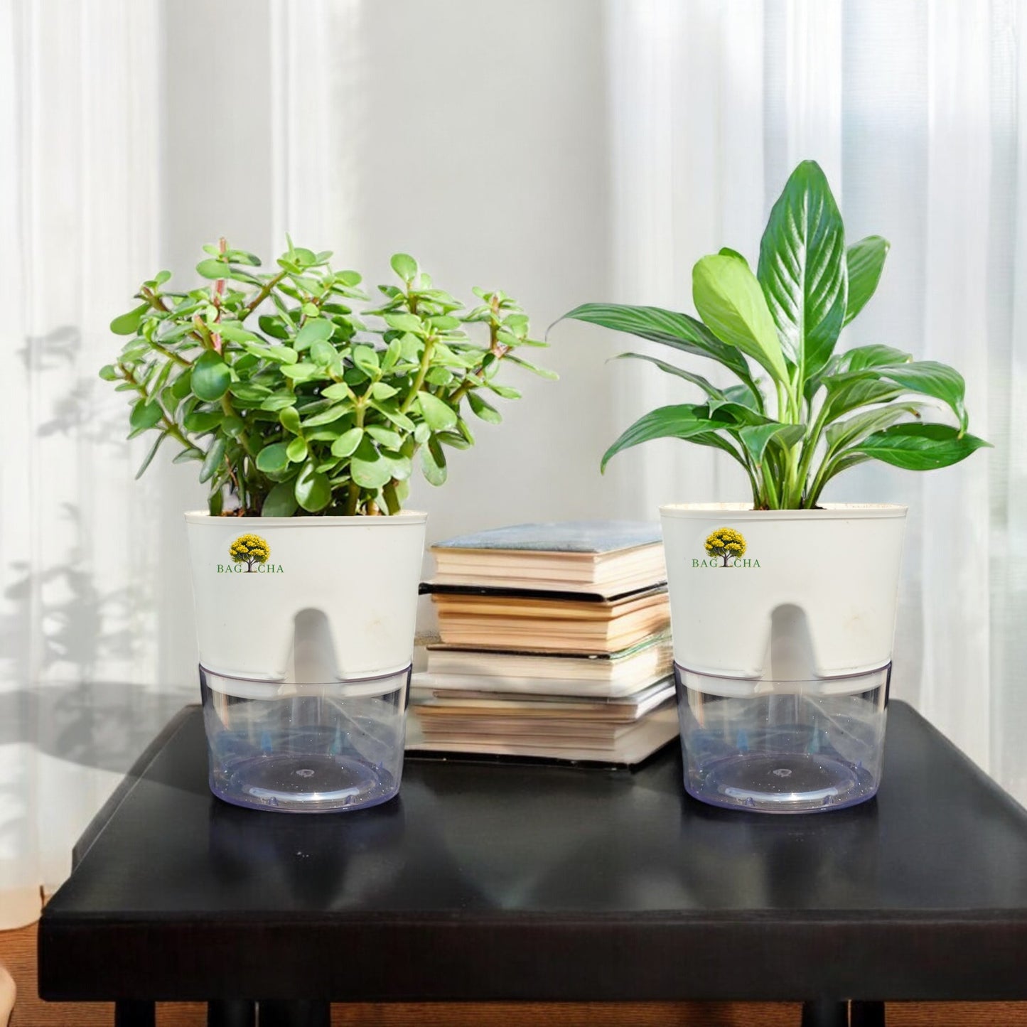 Good Luck Bundle - Peace Lilly & Jade Plant