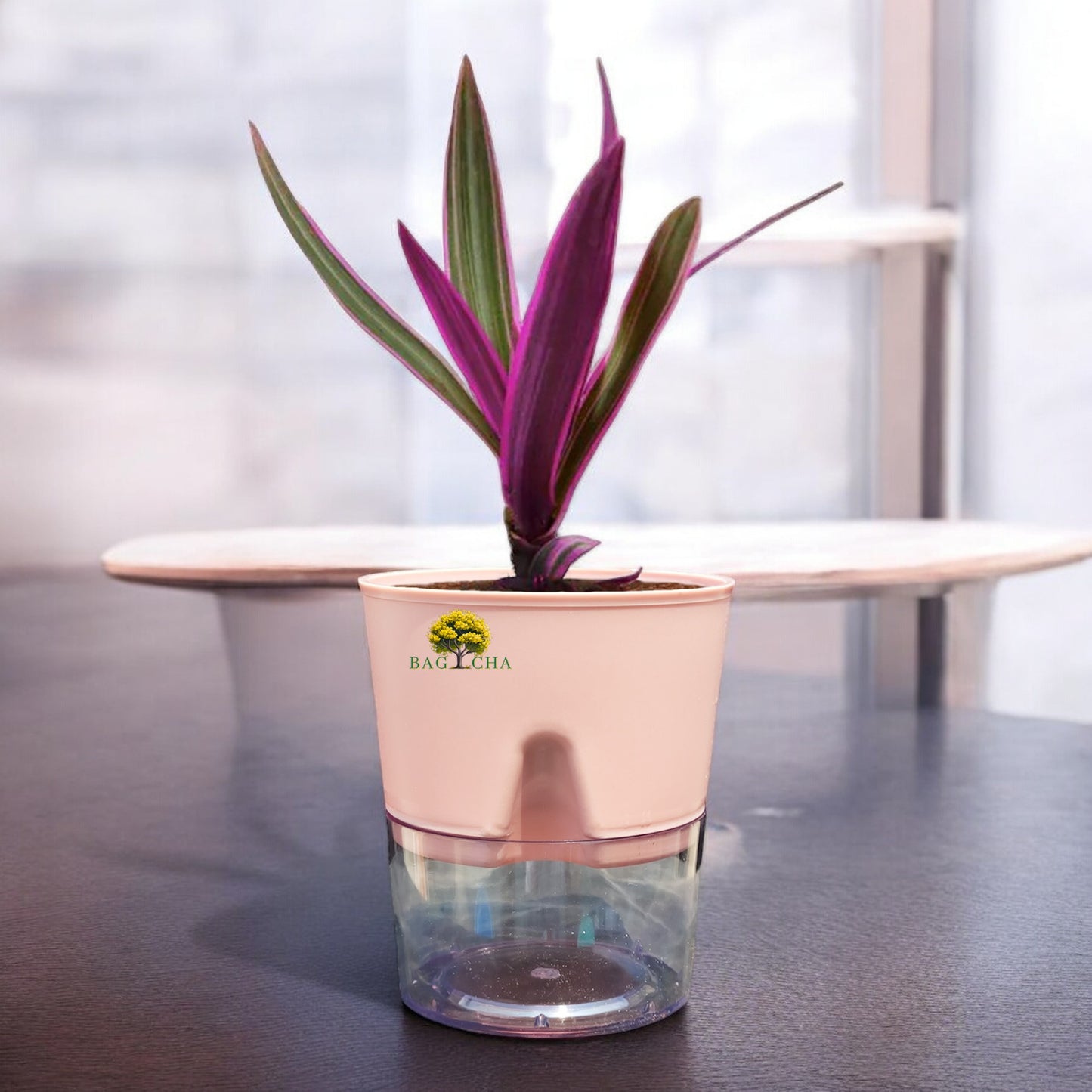Rhoeo Tricolor Plant