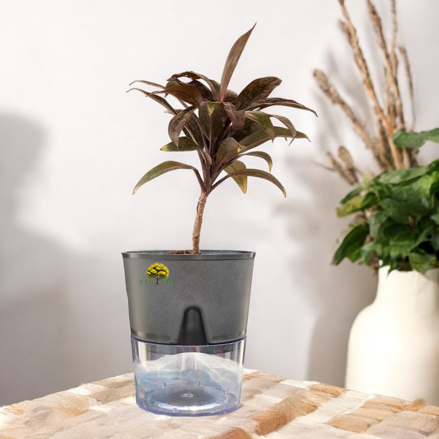 Rhoeo tricolor Black Plant