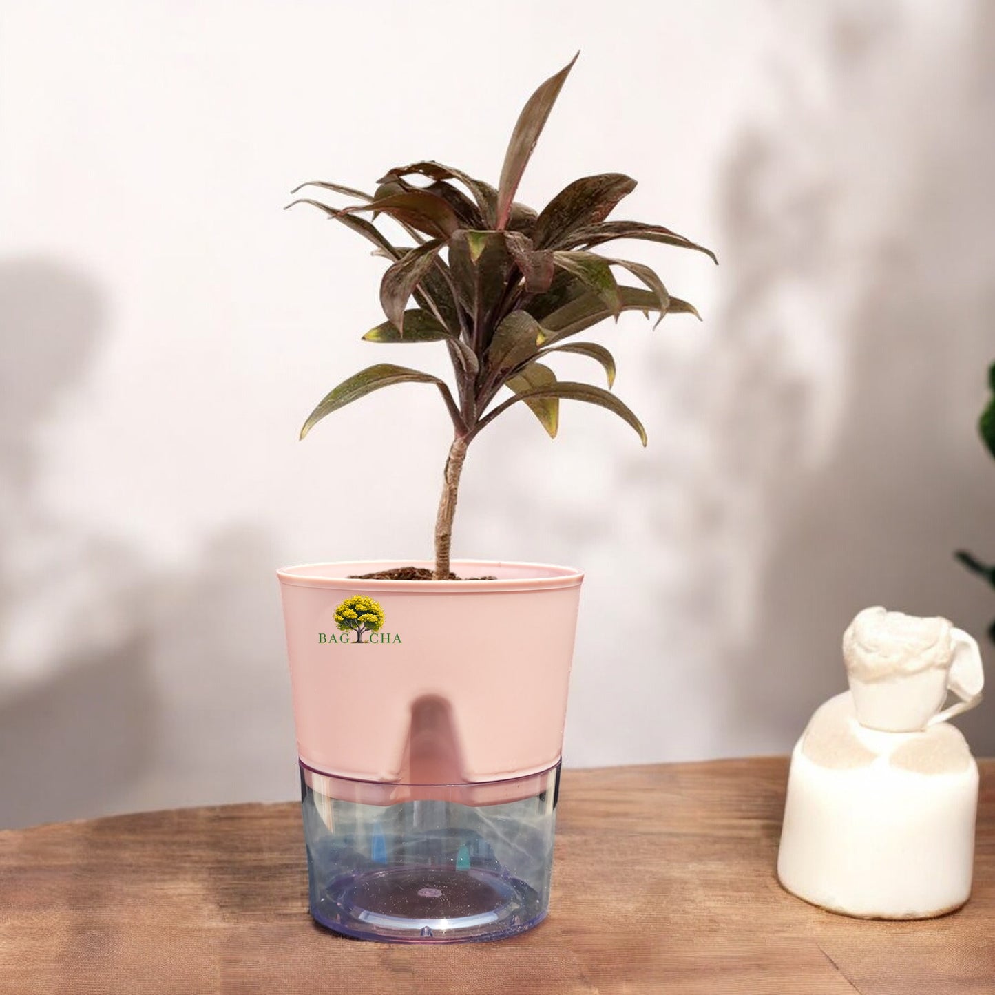 Rhoeo tricolor Black Plant