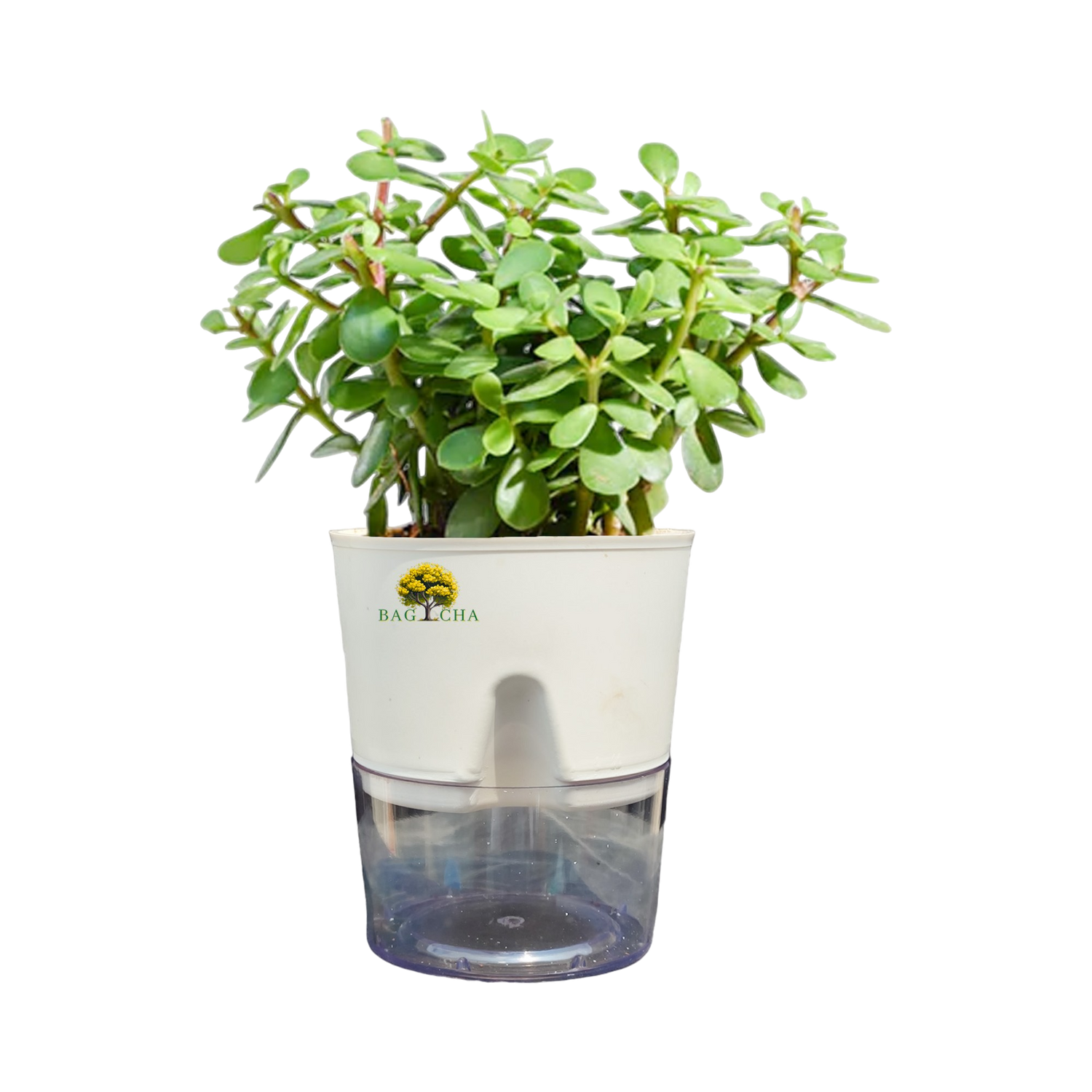 Good Luck Plants