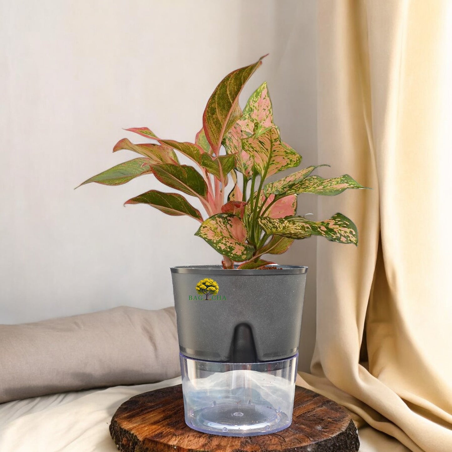 Aglaonema Lipstick Plant