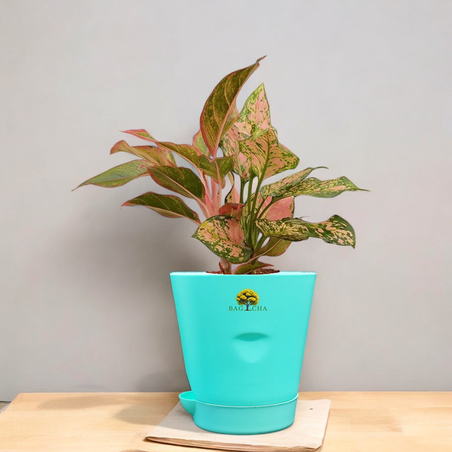 Aglaonema Lipstick Plant