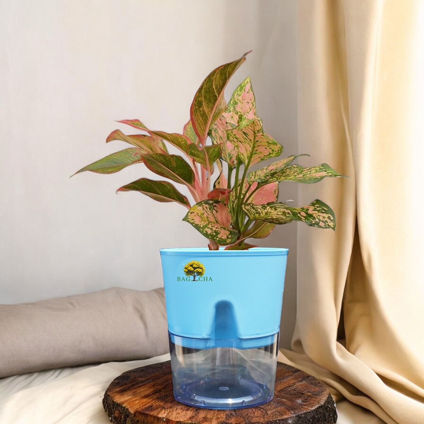 Aglaonema Lipstick Plant