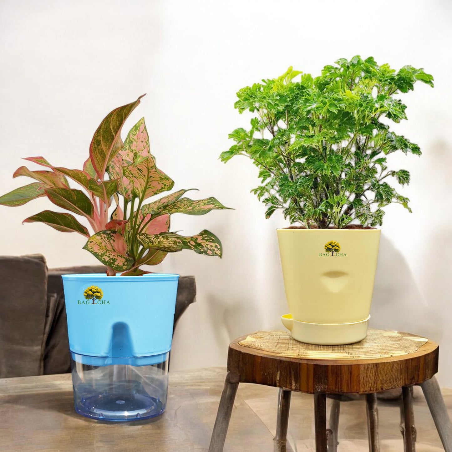 Air Purifying Combo - Aglaonema Lipstick Plant & Aralia Green Plant