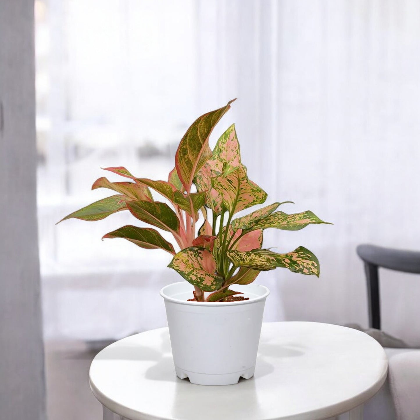 Aglaonema Lipstick Plant