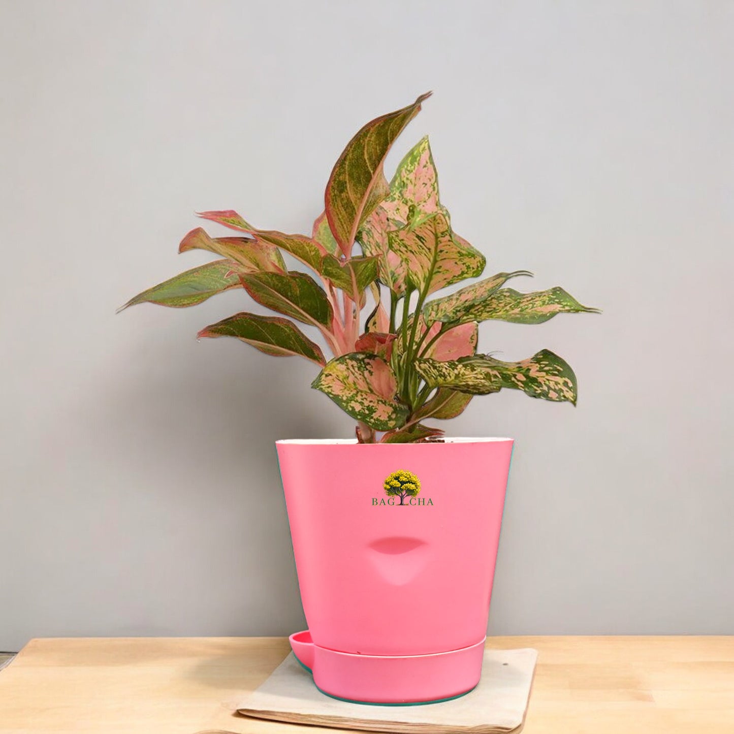 Aglaonema Lipstick Plant