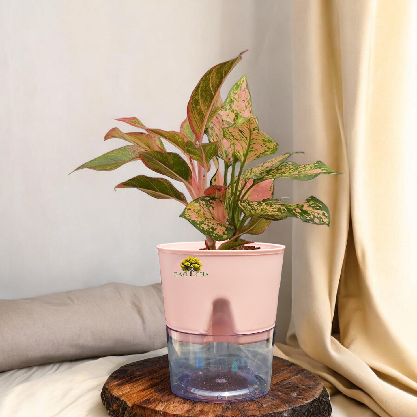 Aglaonema Pink Valentine Plant