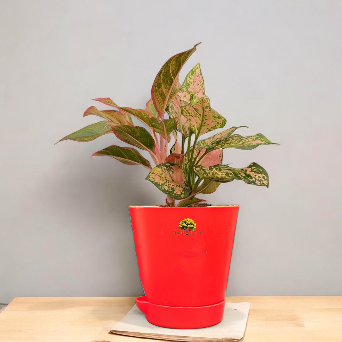 Aglaonema Lipstick Plant