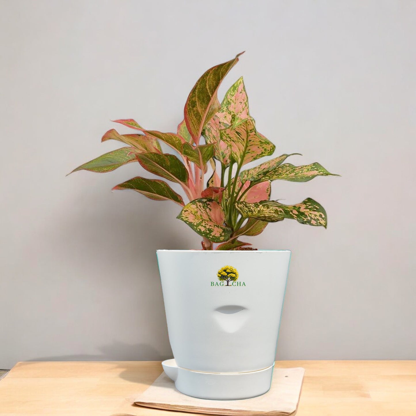 Aglaonema Lipstick Plant