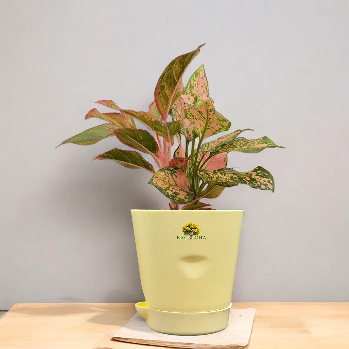 Aglaonema Lipstick Plant