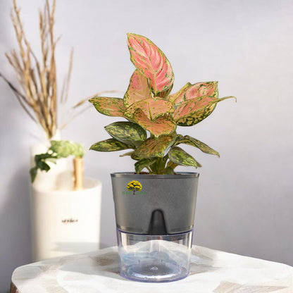 Aglaonema Pink Valentine Plant