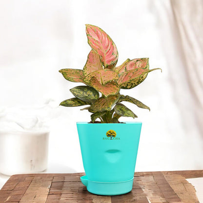 Aglaonema Pink Valentine Plant