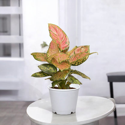 Aglaonema Pink Valentine Plant