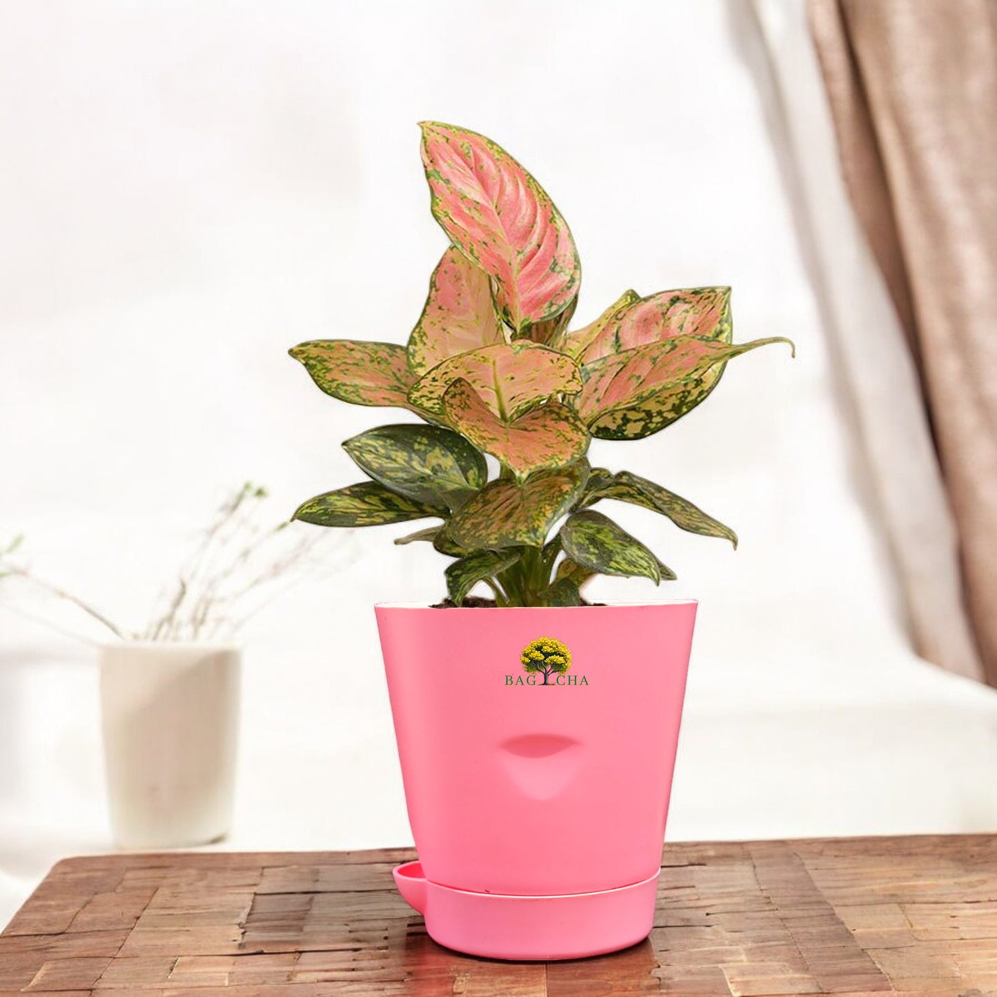 Aglaonema Pink Valentine Plant