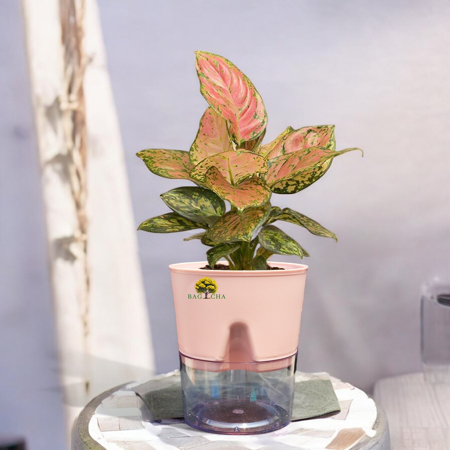 Aglaonema Pink Valentine Plant