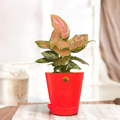 Aglaonema Pink Valentine Plant