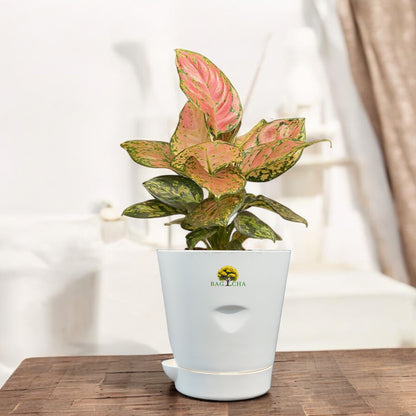 Aglaonema Pink Valentine Plant