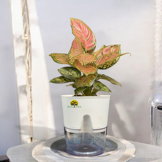 Aglaonema Pink Valentine Plant