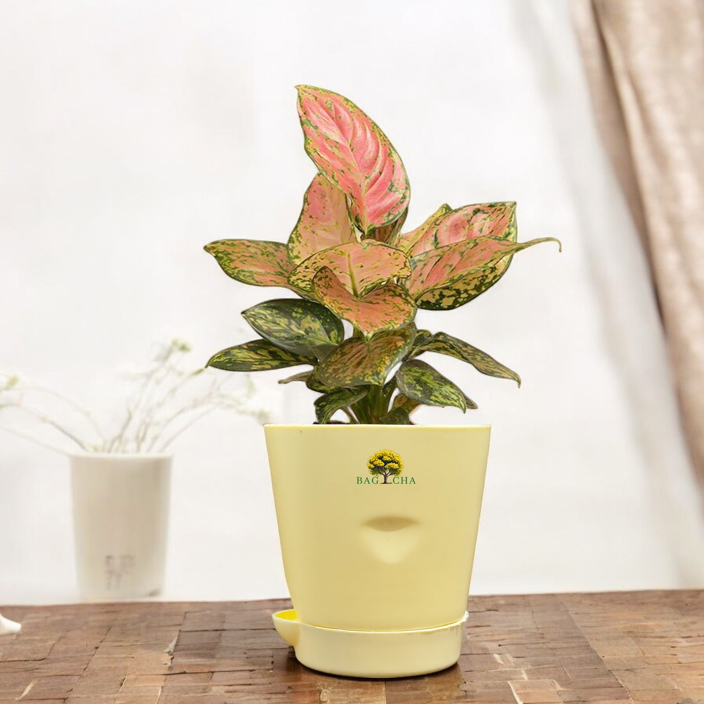 Aglaonema Pink Valentine Plant