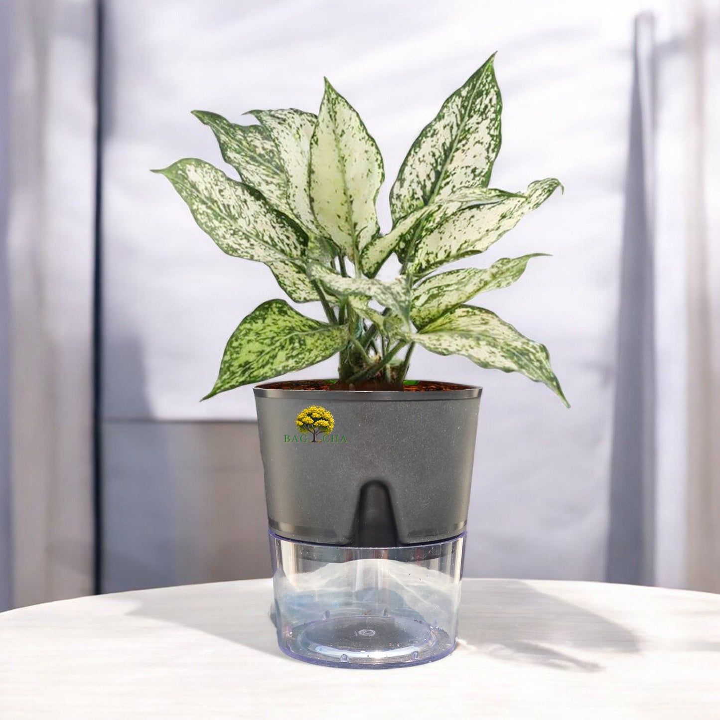 Aglaonema Snow White Plant