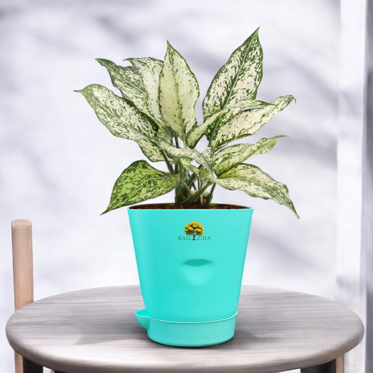 Aglaonema Snow White Plant