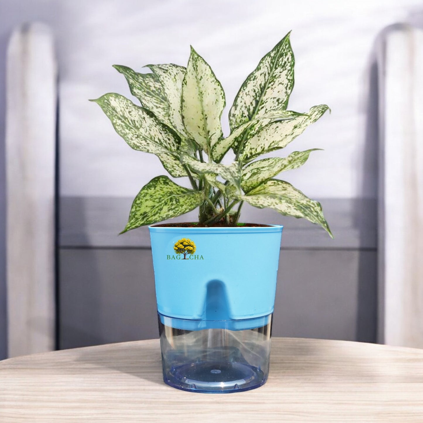 Aglaonema Snow White Plant