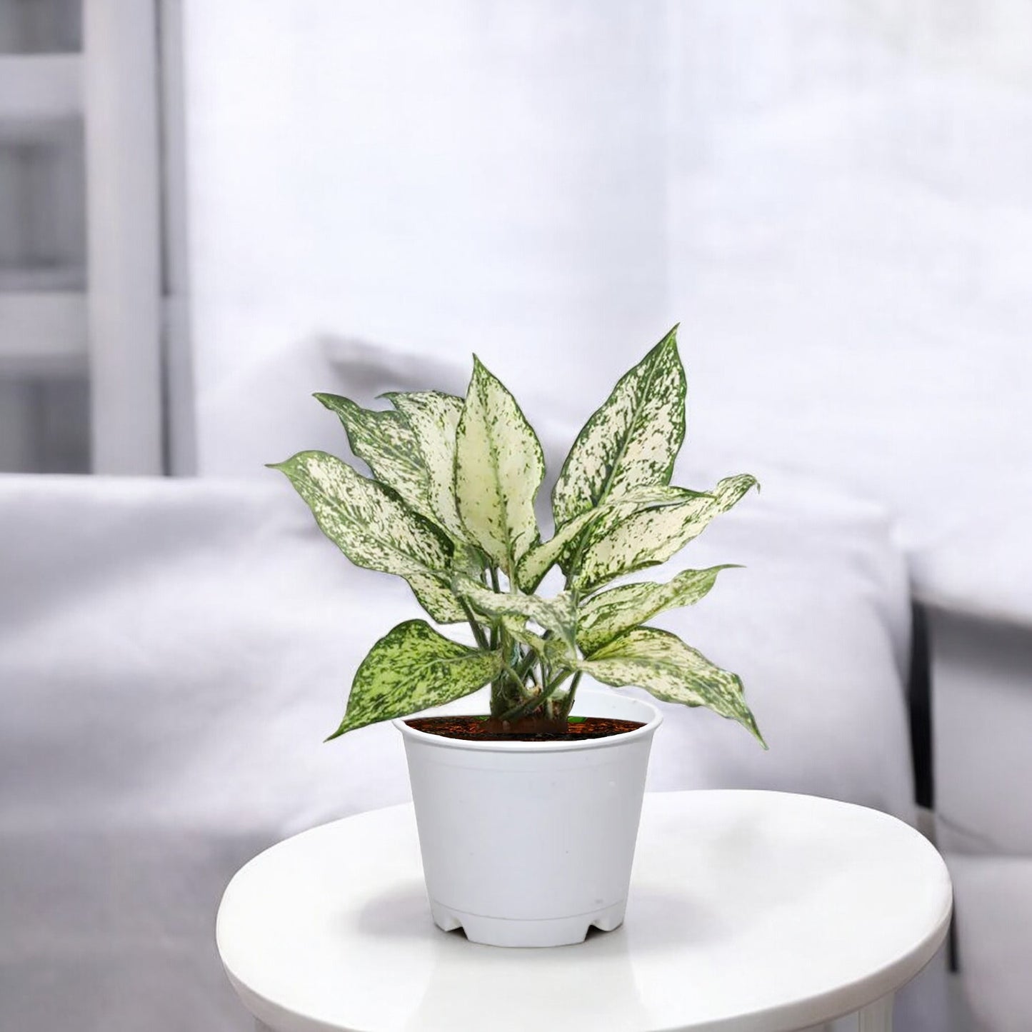 Aglaonema Snow White Plant